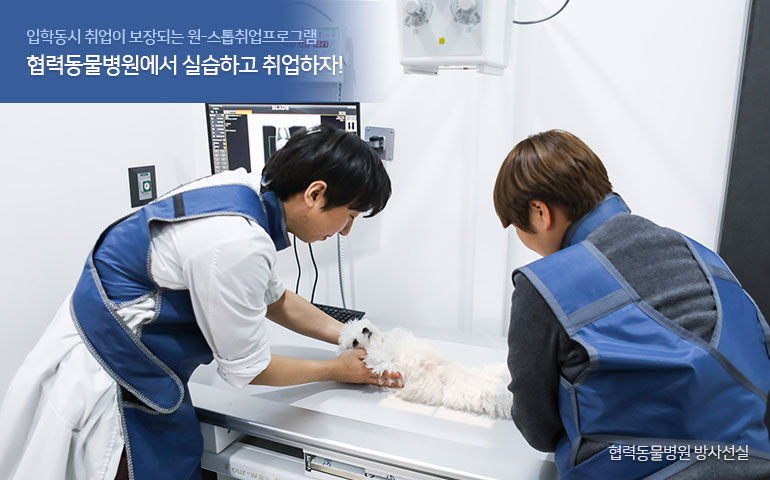 동물간호복지사로 동물병원에 취업하자