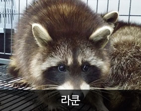 서울연희실용전문학교 애완동물학과 동물사육사 특수동물사육 실습동물 보기