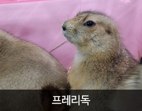 서울연희실용전문학교 애완동물학과 동물사육사 실습동물 보기