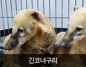 서울연희실용전문학교 애완동물학과 동물사육사 실습동물 보기