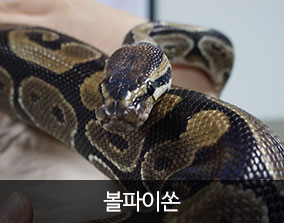 서울연희실용전문학교 애완동물학과 동물사육사 실습동물 보기