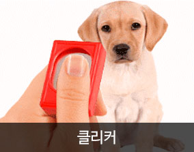 서울연희실용전문학교 애완동물학과 동물사육사 전공관련 자격증