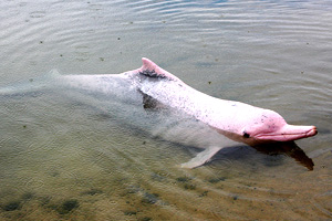 특수동물 분홍 돌고래의 특징, 서식지, 먹이에 대해 알아봐요